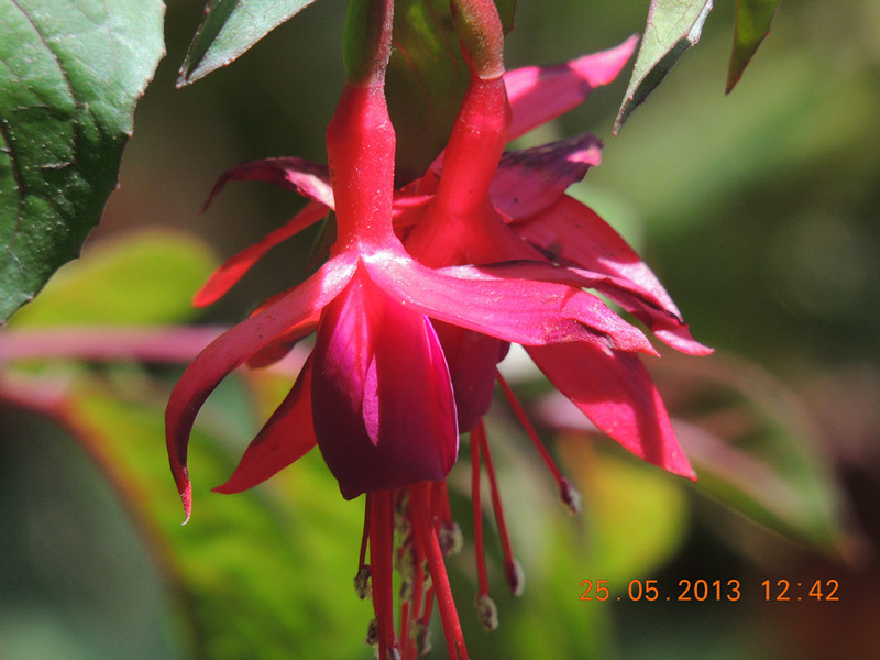 flower 413_.jpg