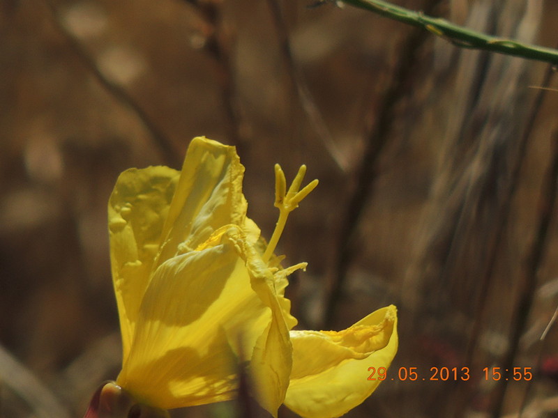 flower 432_.jpg