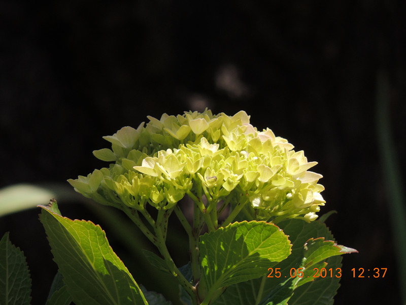 flower 397_.jpg