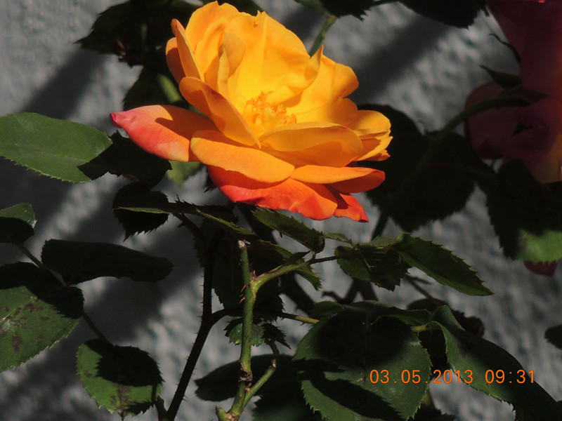 flower 037_.jpg