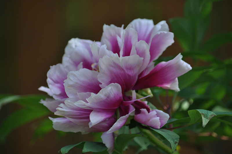 DSC_0088_.jpg