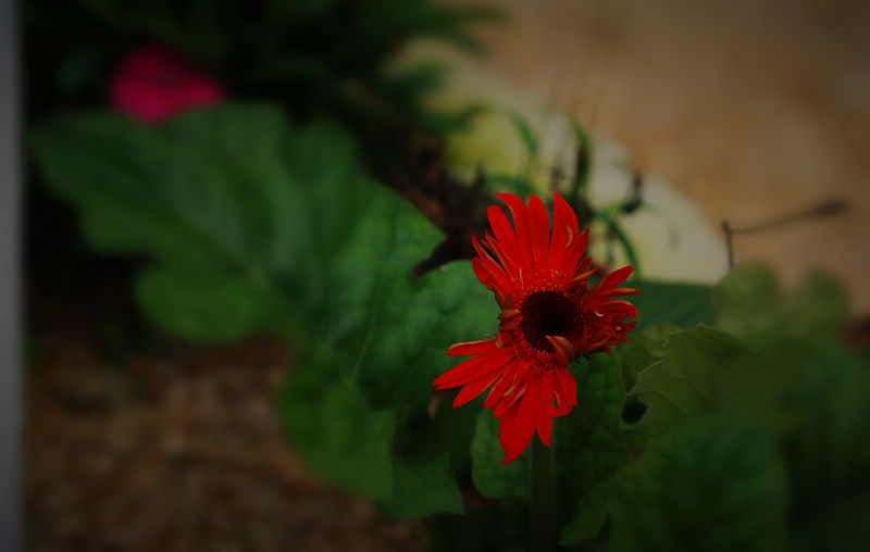 IMG_4265.jpg