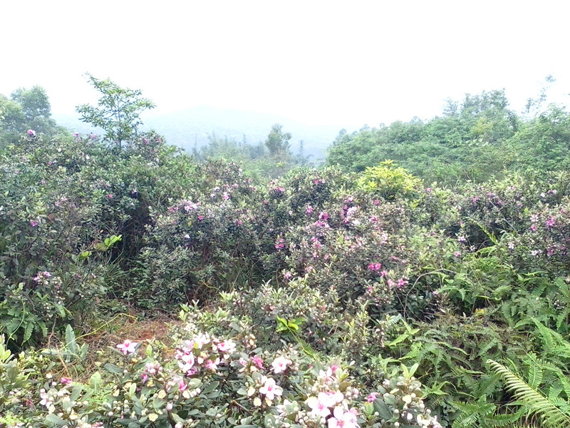 IMG_20130517_104843292_.jpg