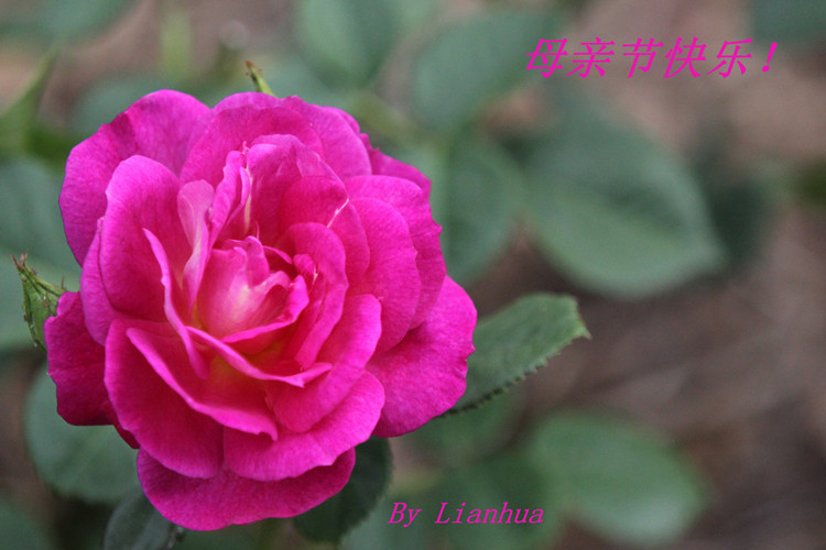 IMG_6658_2.jpg