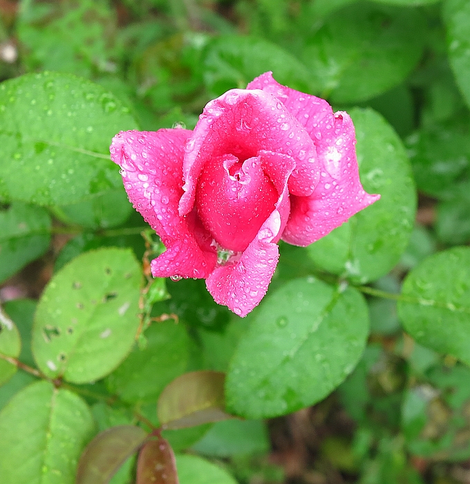 IMG_0469.JPG