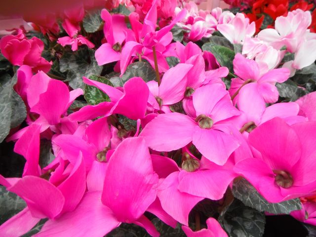 DSCF2448.jpg