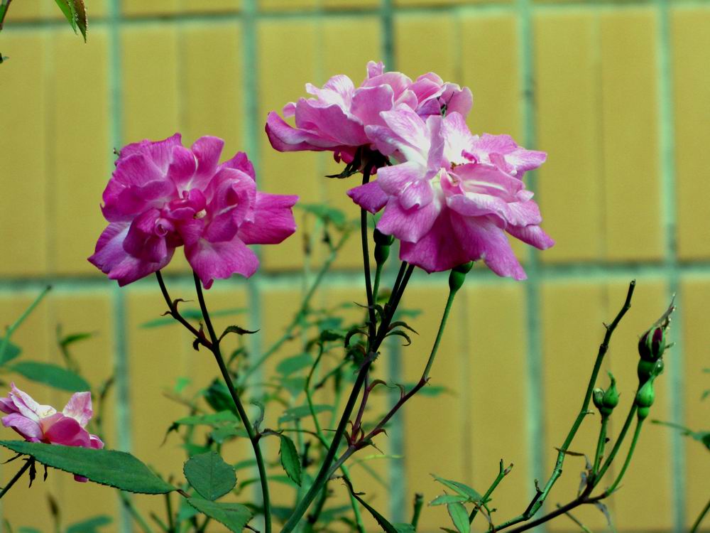 IMG_5425.JPG