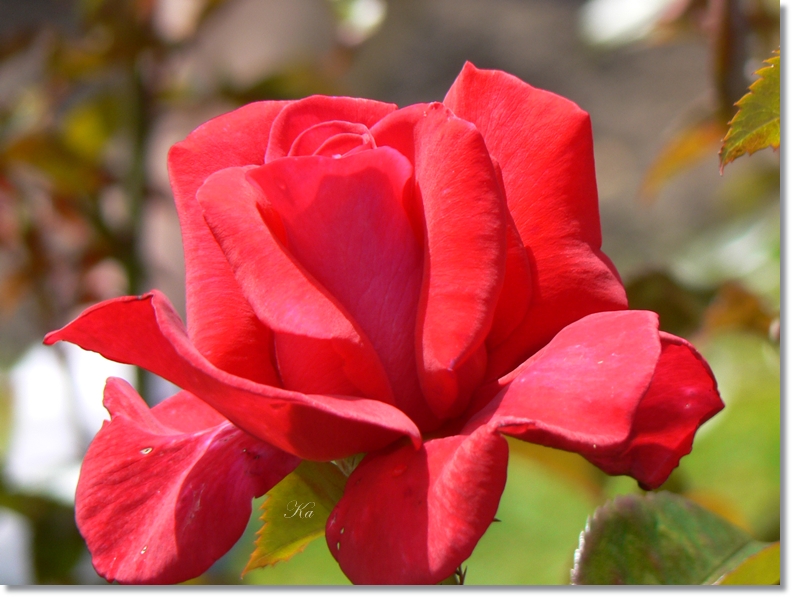 flowers 21-01-13 052.jpg