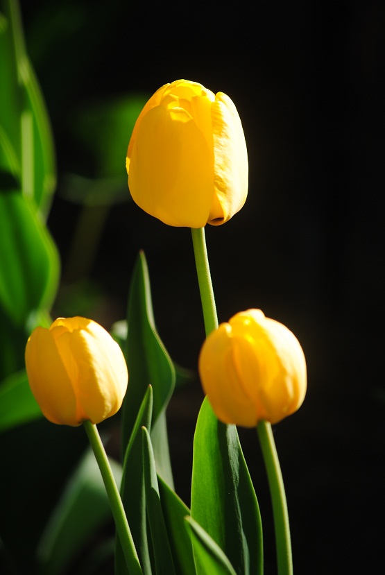 DSC_0198.JPG