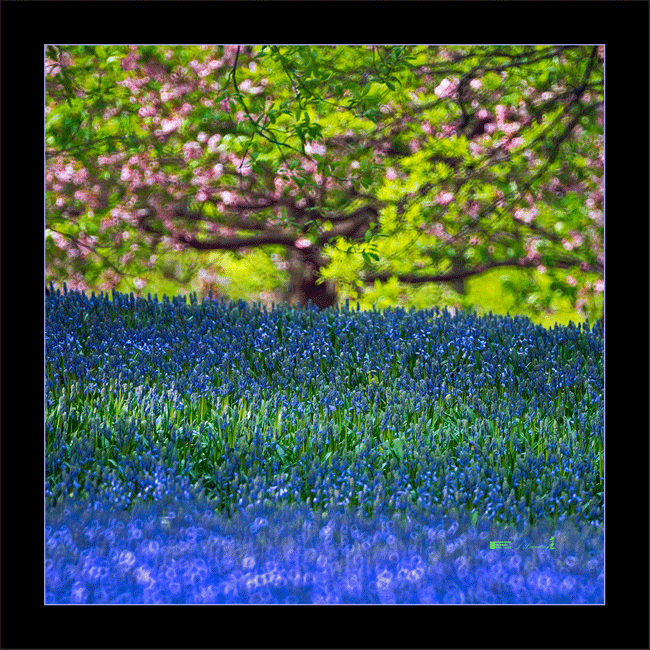 fDSC_3875sec.gif