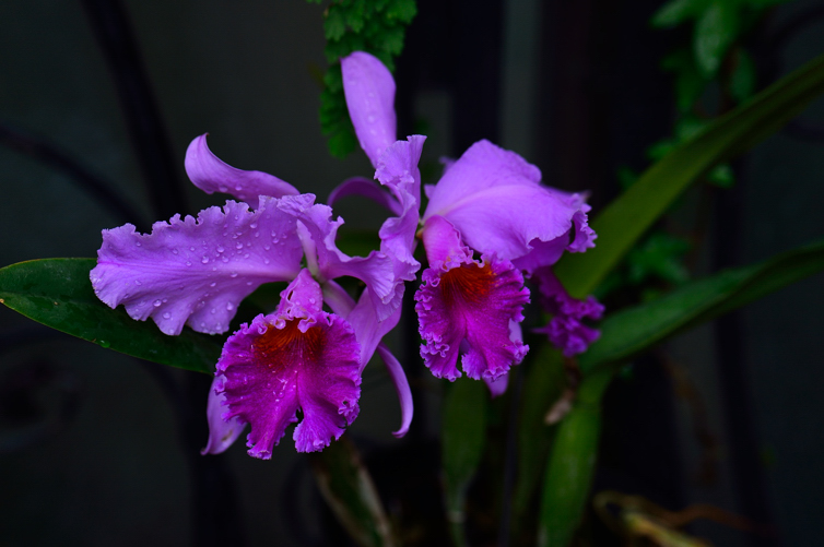 DSC_6977.jpg