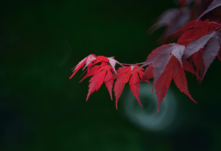 DSC_7151.jpg