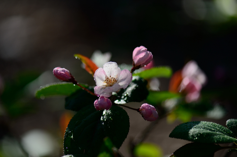 DSC_5817.jpg