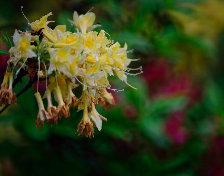 DSC_7068.jpg