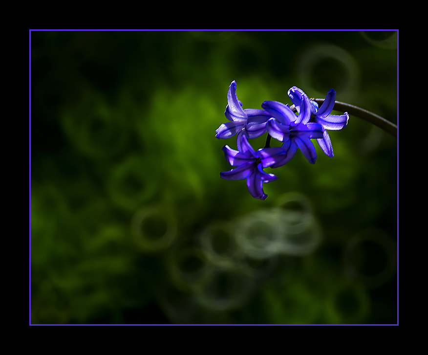 DSC_9170C.jpg