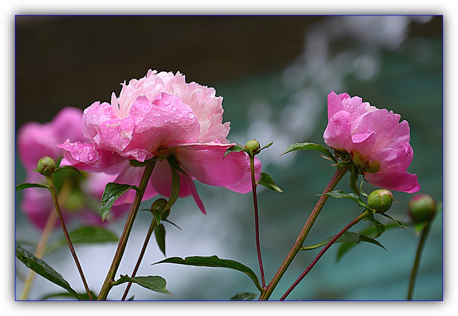 DSC_0889.jpg