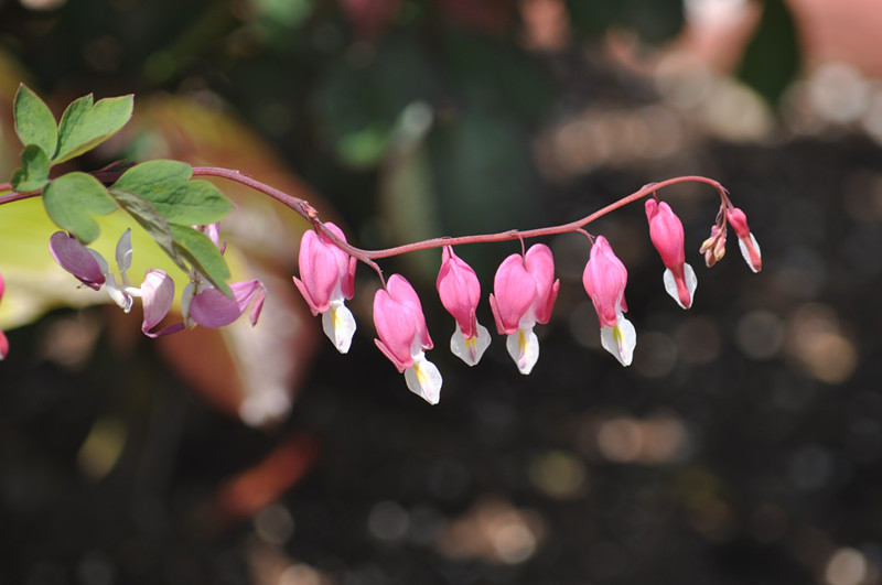 DSC_0715_����.jpg