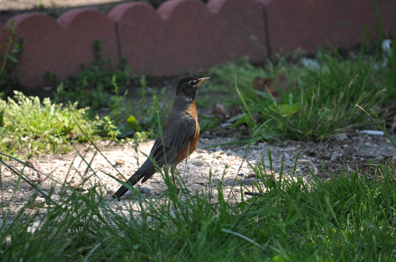 DSC_0742_����.jpg
