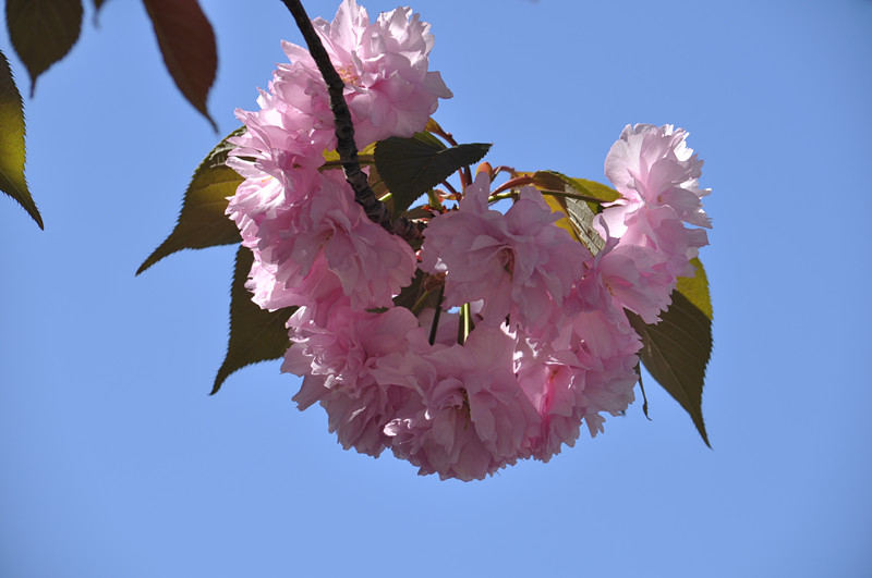 DSC_0637_����.jpg