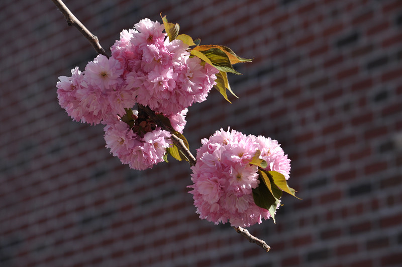 DSC_0667_����.jpg