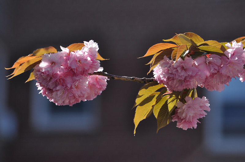 DSC_0654_����.jpg