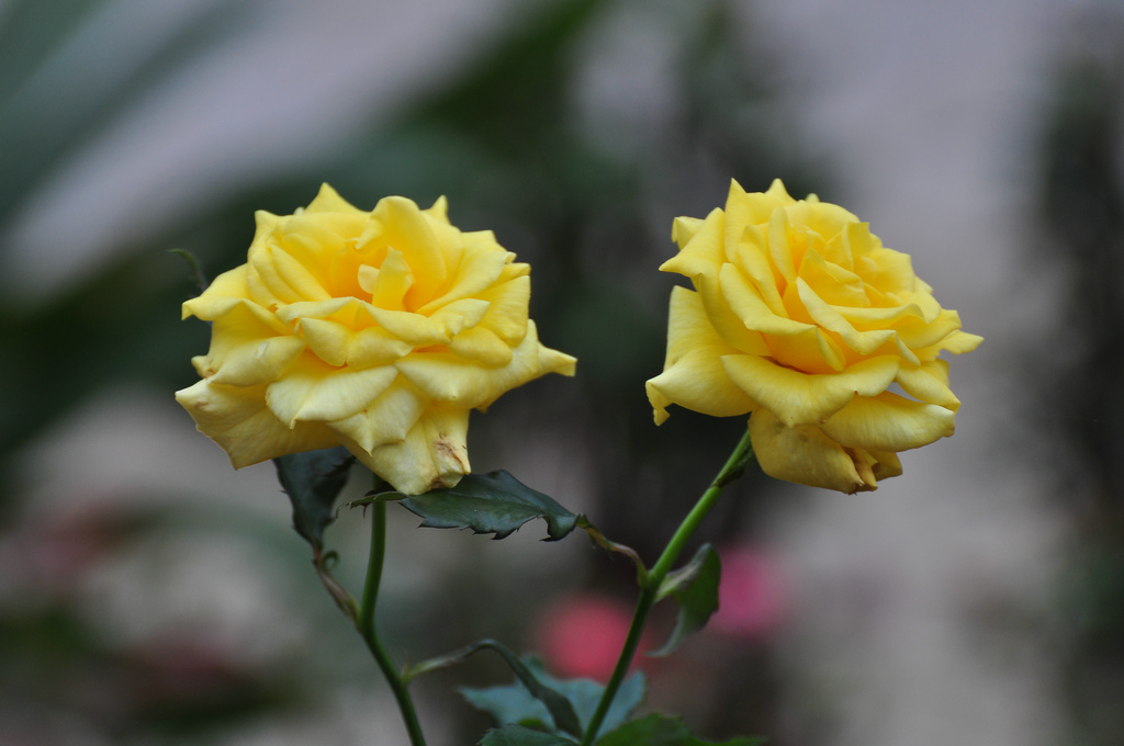 DSC_8539.JPG