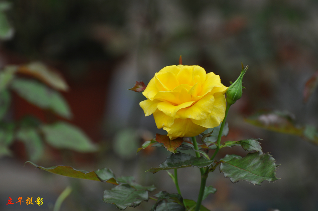 DSC_8561.JPG