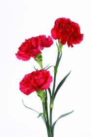 xpic7291_s.jpg