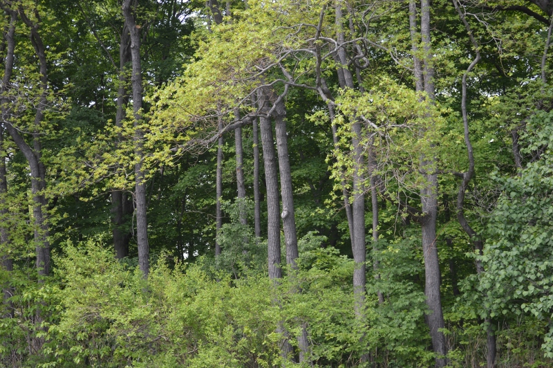 DSC_0051 (800x532).jpg