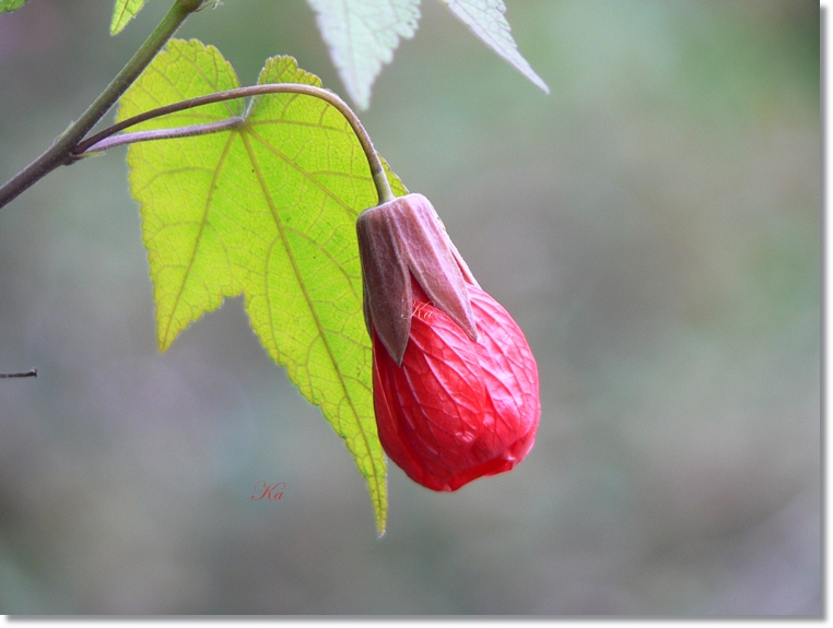 flowers 10-05-13 067.jpg