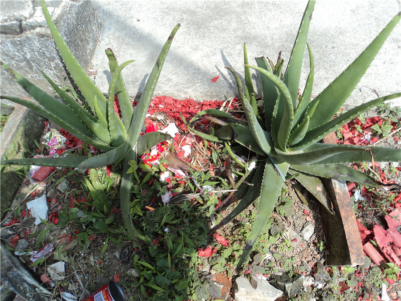 DSC07496.jpg