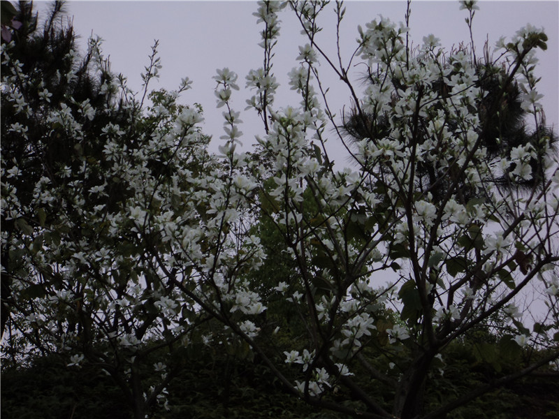 DSC08183.jpg