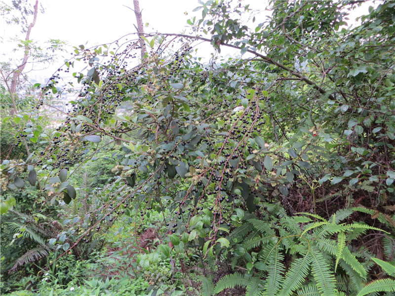 IMG_0793.jpg