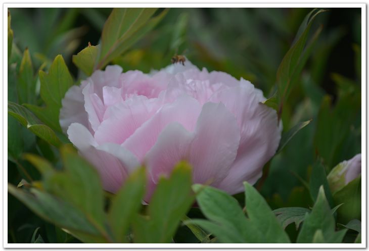 nEO_IMG_DSC_3421.jpg