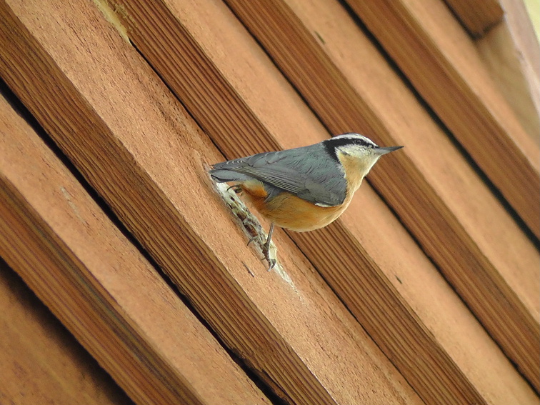 H3690012.JPG