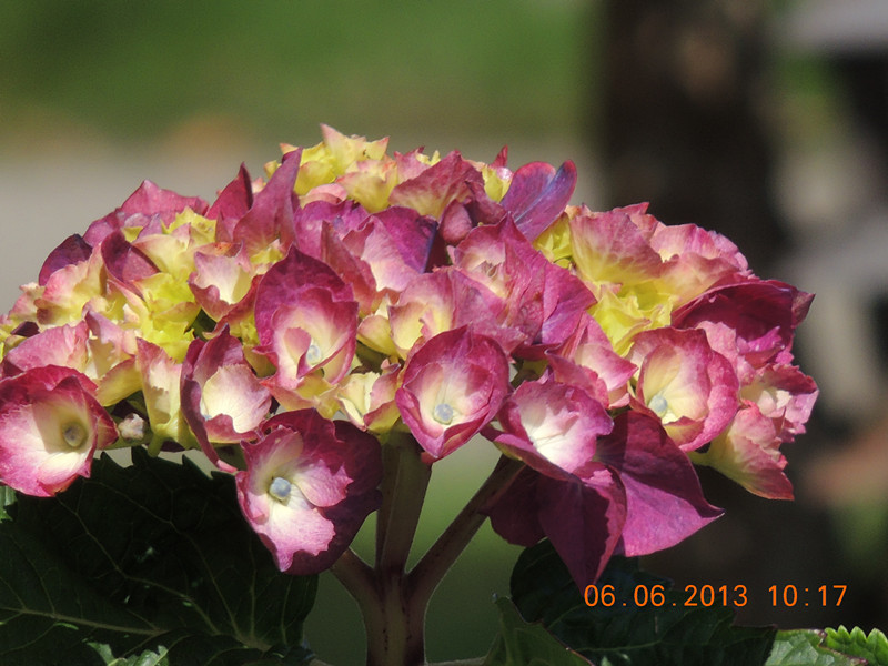 flower 683_.jpg