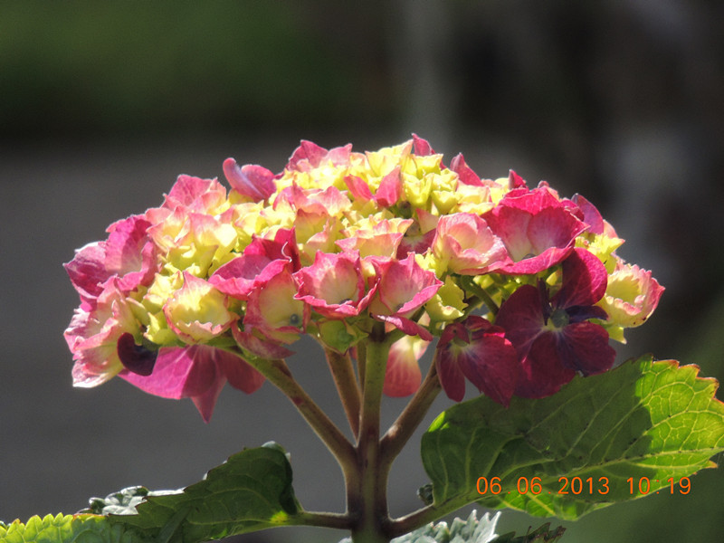 flower 692_.jpg