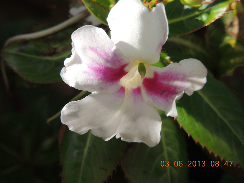 flower 570_.jpg