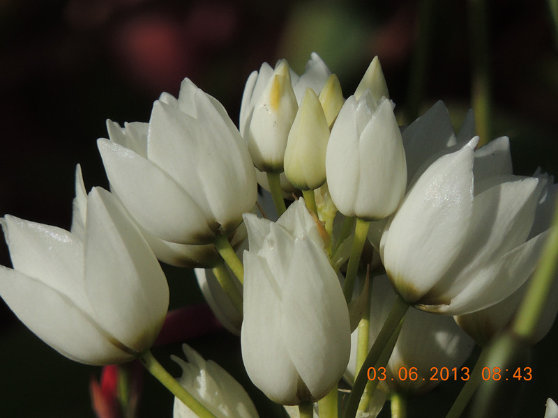 flower 562_.jpg