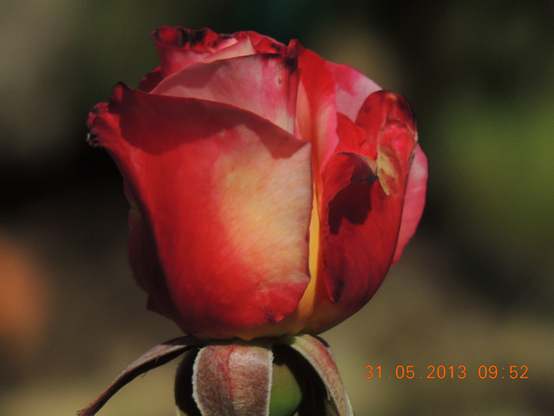 flower 509_.jpg
