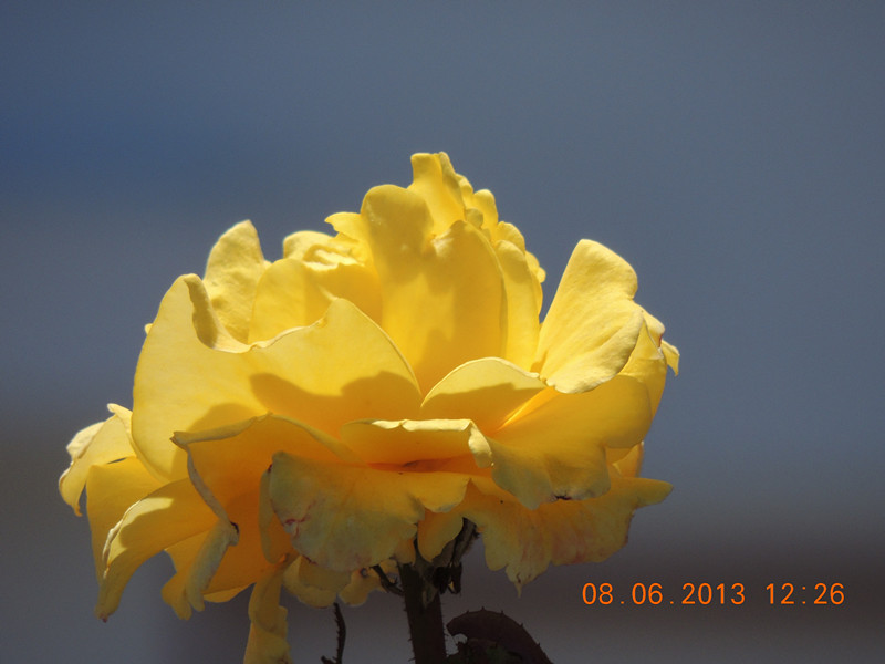 flower 702_.jpg