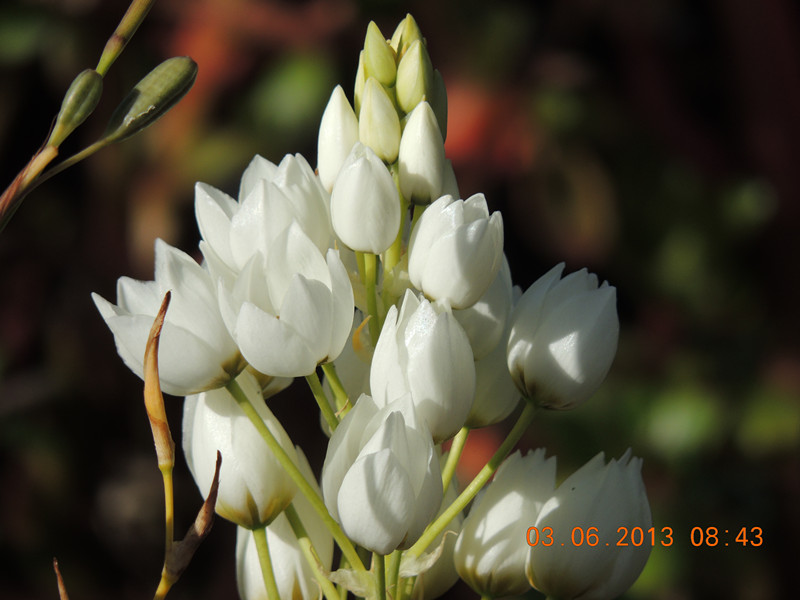 flower 563_.jpg