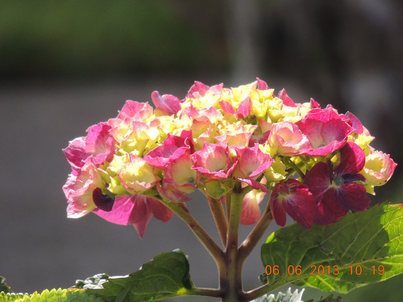 flower 690_.jpg