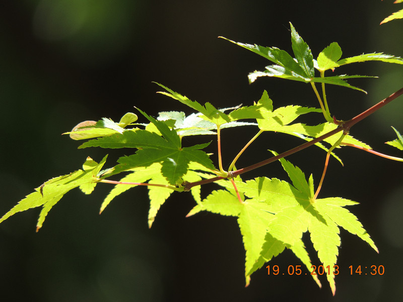 live 1261_.jpg
