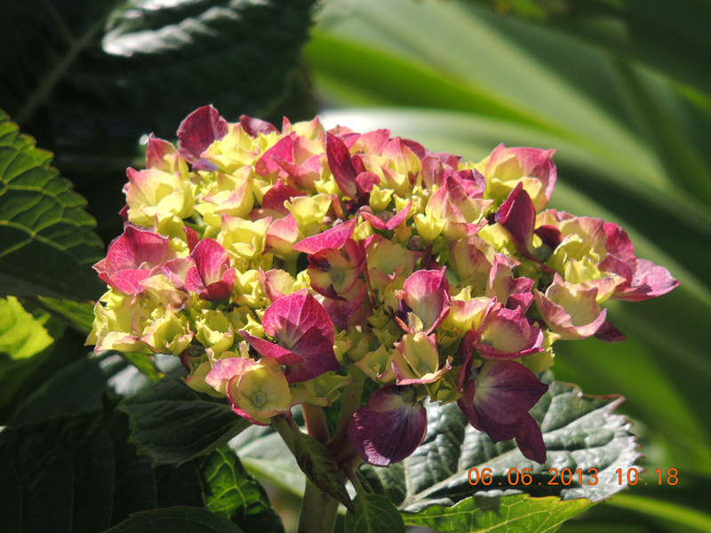 flower 689_.jpg