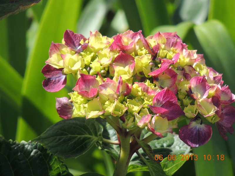 flower 686_.jpg