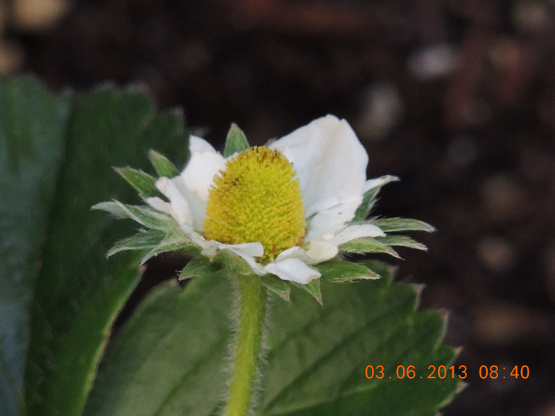 flower 556_.jpg