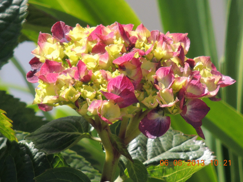 flower 698_.jpg