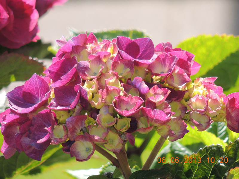 flower 695_.jpg