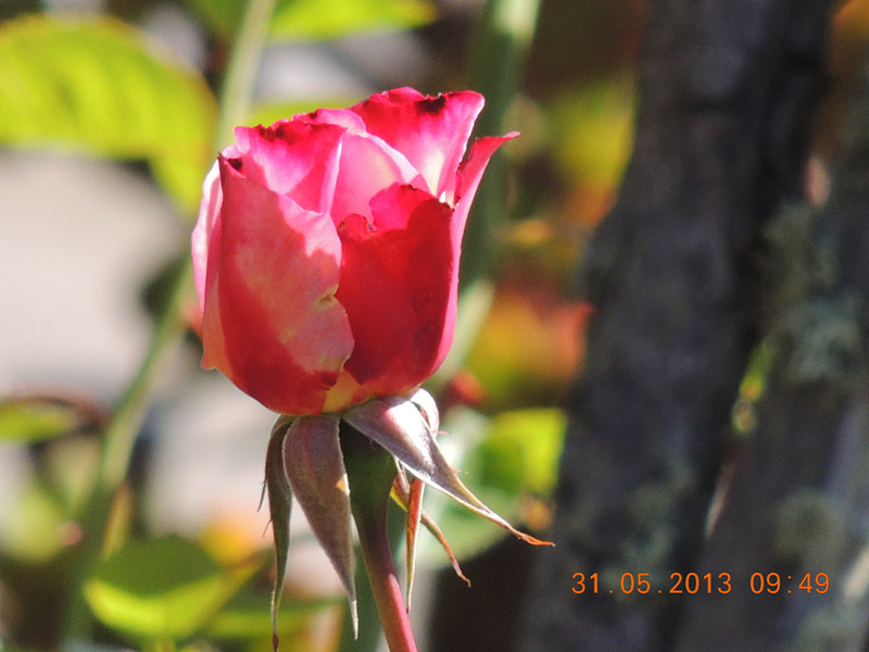 flower 499_.jpg